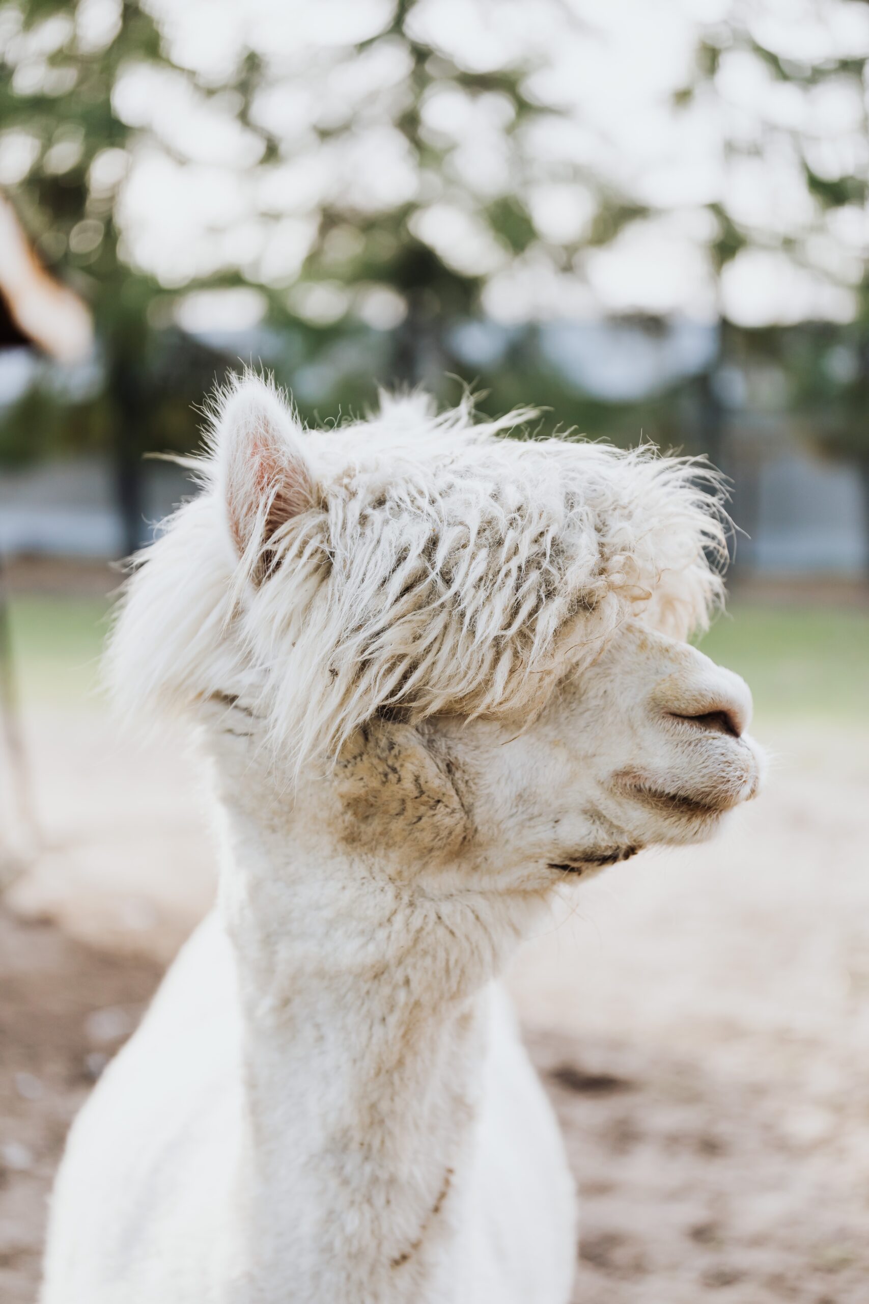 white alpaca looking to the side