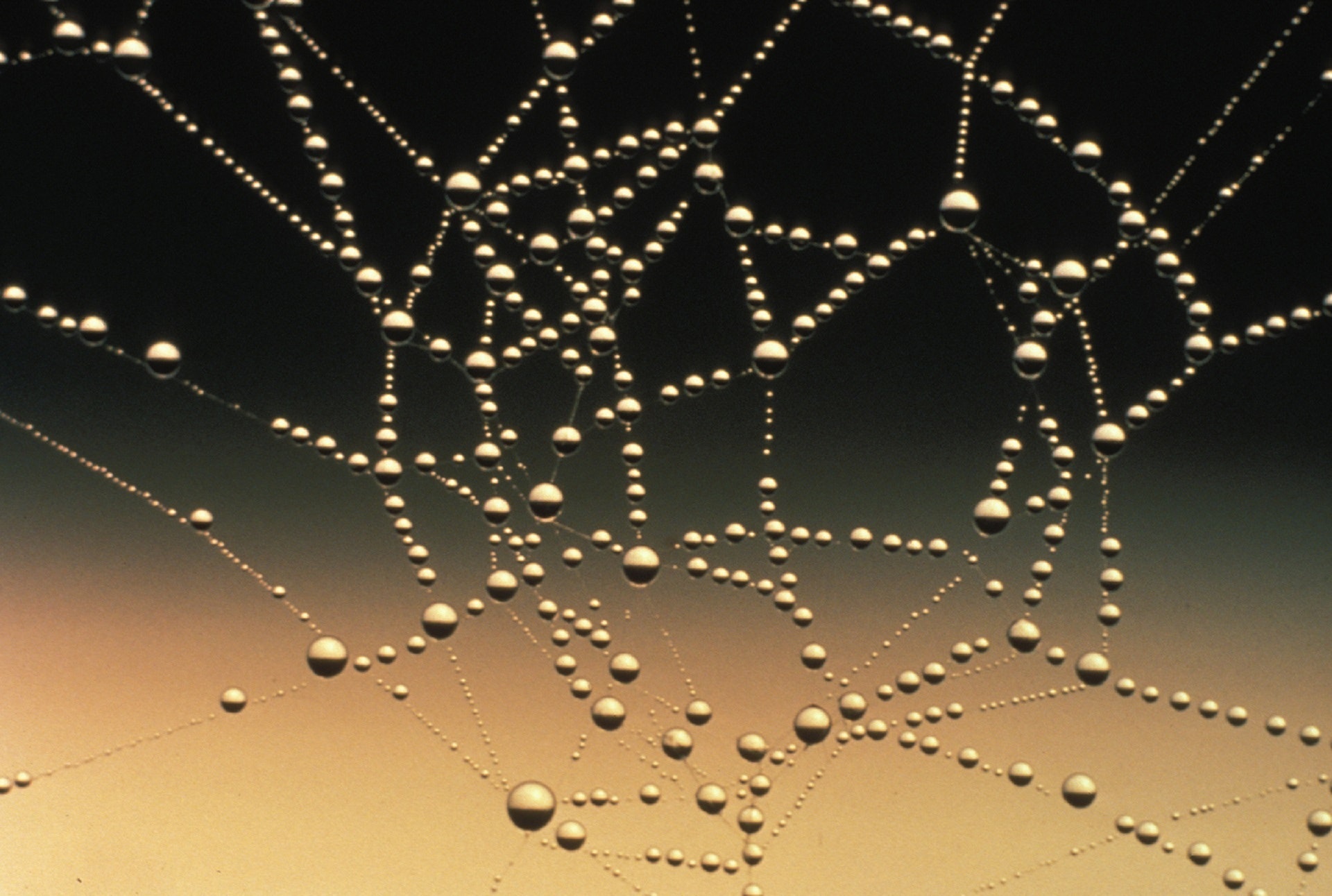 spiderweb with dewdrops