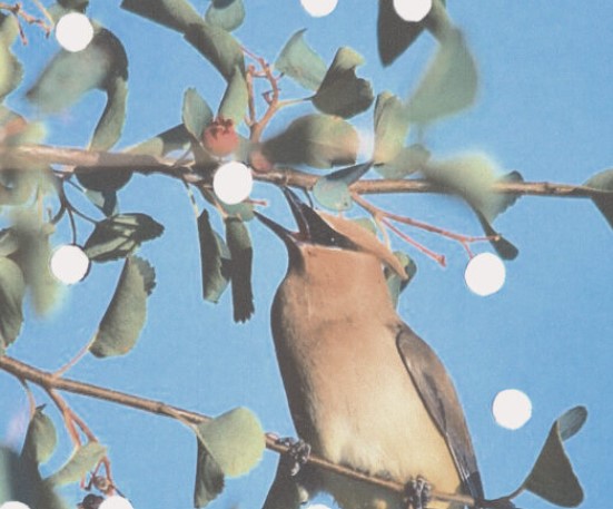 a bird on a tree eating berries against a pale blue sky