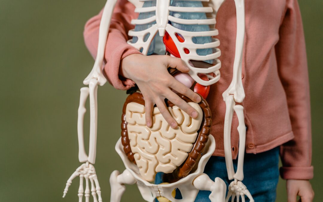 the abdomen of a person grasping a medical model skeleton to their torso; the model has organs as well as bones