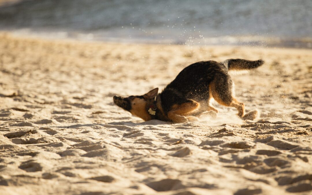 a dog stumbling on the sand