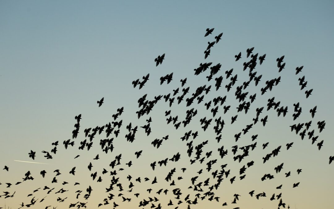 a group of flying birds silhouetted against the sky