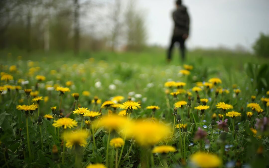 image of a field of dandelions with a person silhouetted in the distance