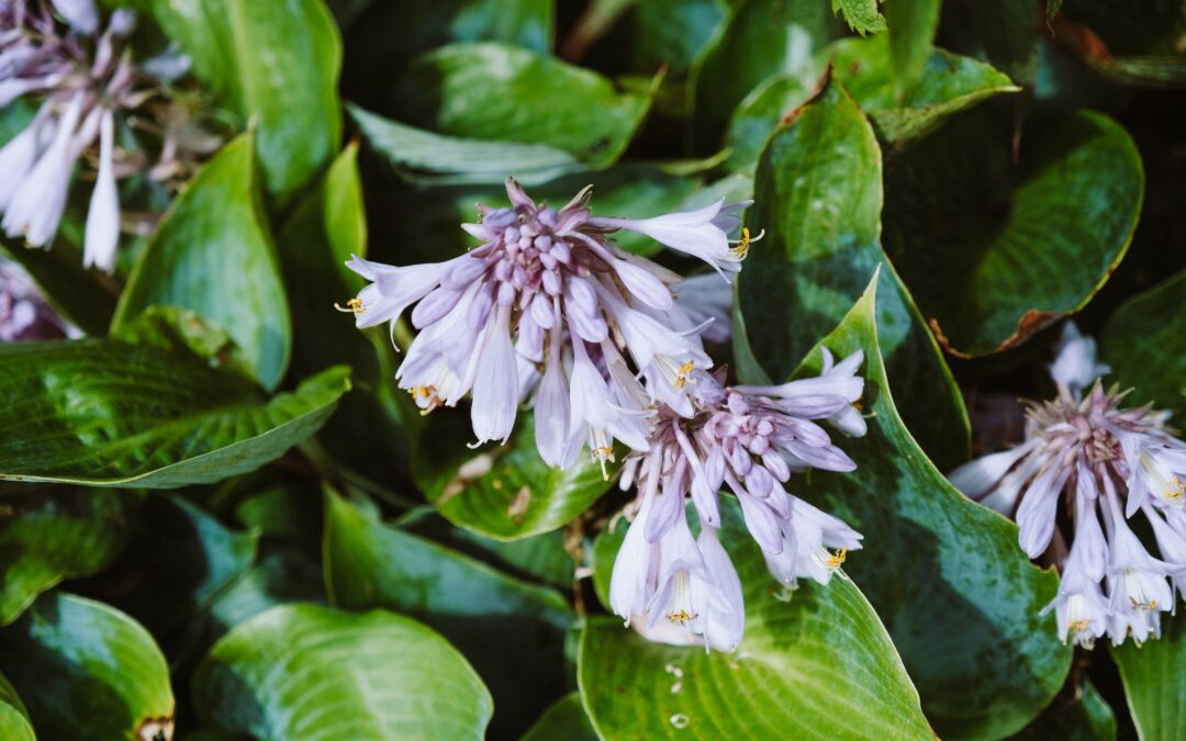 top down image of flowering hostas: green leaves and white and purple flowers
