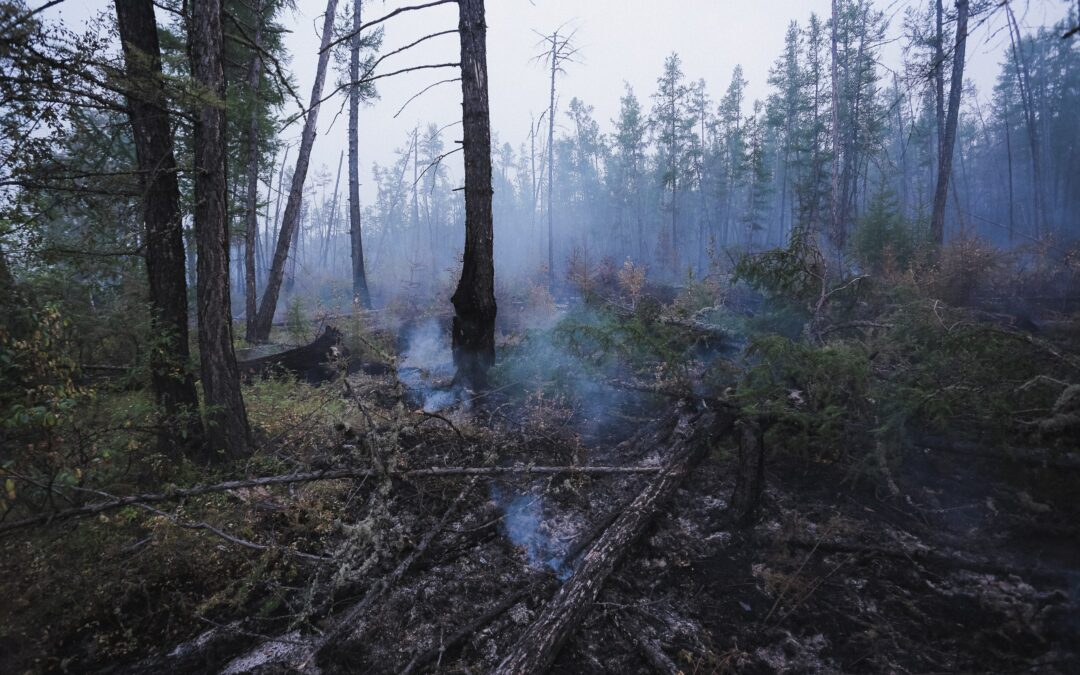 a small, burnt section of forest